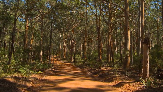 walk_in_one_of_the_many_forest_in_australia_with_the_ever_shining_sun 1