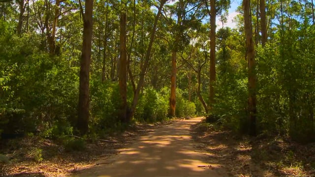 jog_in_australian_forest_on_sandy_paths 3
