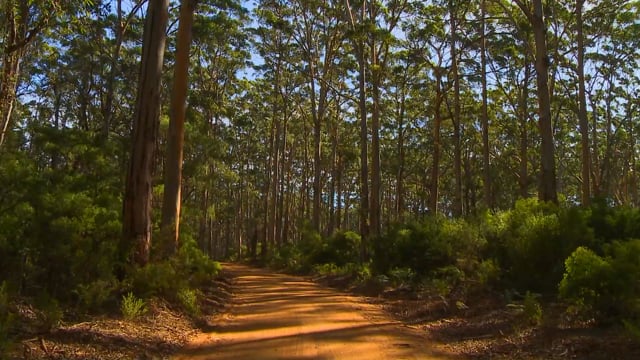 jog_through_the_forest_in_the_late_afternoon 5