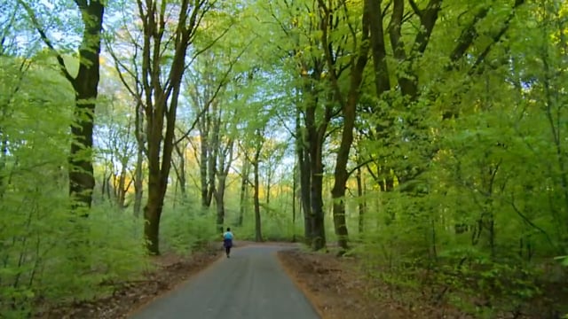 run_in_the_lush_green_forest_with_the_sounds_of_the_birds 2
