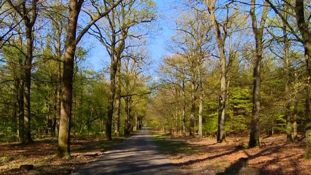walk_in_national_park_the_veluwe_in_holland_on_a_bright_sunny_day 1