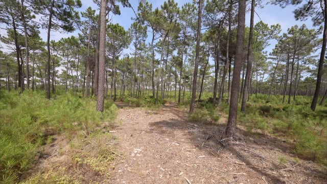 Virtual Walk - Pine Forest, Portugal 1