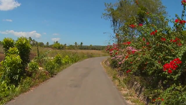 walk_in_the_cebu_hills_of_the_philippines_with_palmtrees_and_blue_skies 4