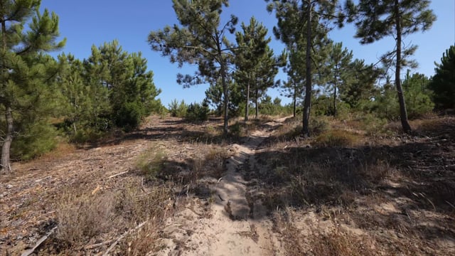 Virtual Walk - Pine Forest, Portugal 3