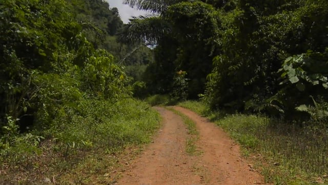 jog_in_the_jungle_of_thailand_with_lush_tropical_vegetation_and_with_the_sounds_of_the_rainforest 2