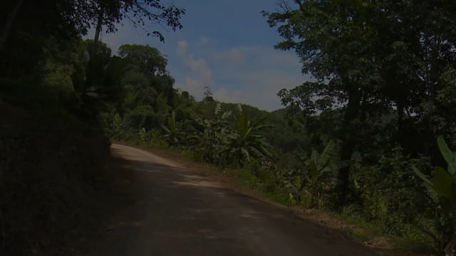 run_in_the_edges_of_the_jungles_of_thailand_with_the_sound_of_nature 3