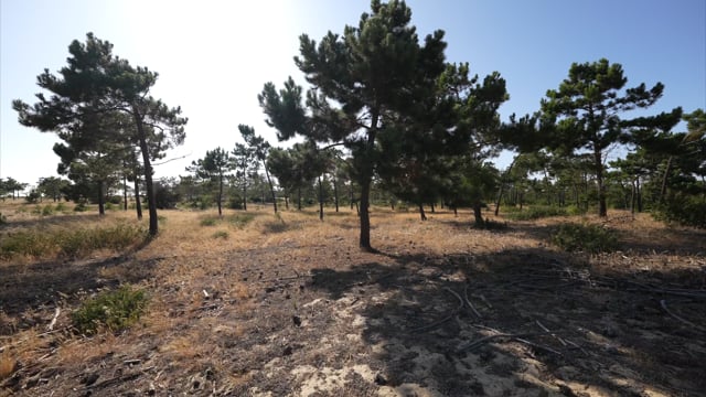 Scenery Walk - Pine Forest 4 in Strong Wind Warm up