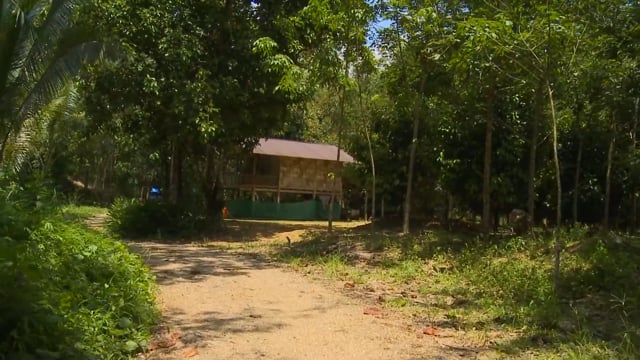 walk_in_the_dense_rainforest_of_thailand_with_the_sounds_of_crickets_and_jungle_birds 1