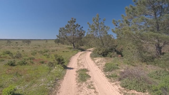 Nature Walk – Pine Forest Trail 1