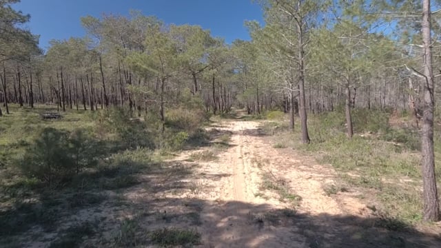 Nature Walk – Pine Forest Trail 2