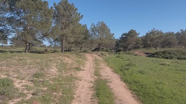 Nature Walk – Pine Forest Trail 3