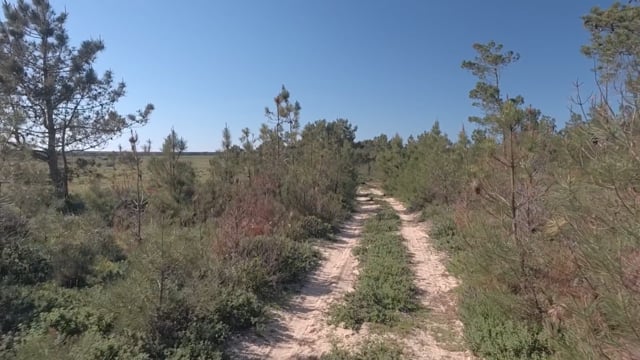 Nature Walk – Pine Forest Trail 4