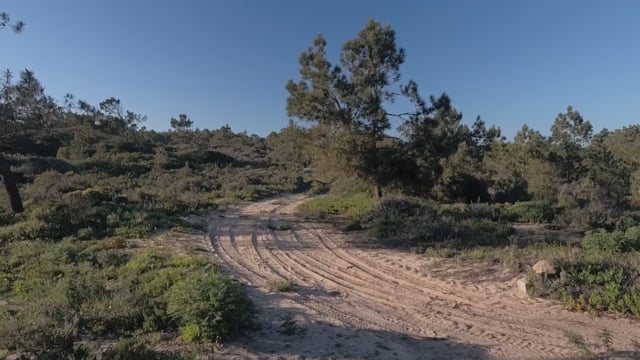 Nature Walk – Pine Forest Trail 5