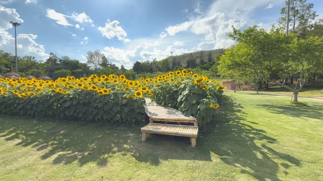 Nature Walk Sunflowers with Local Birds and Crickets Sounds