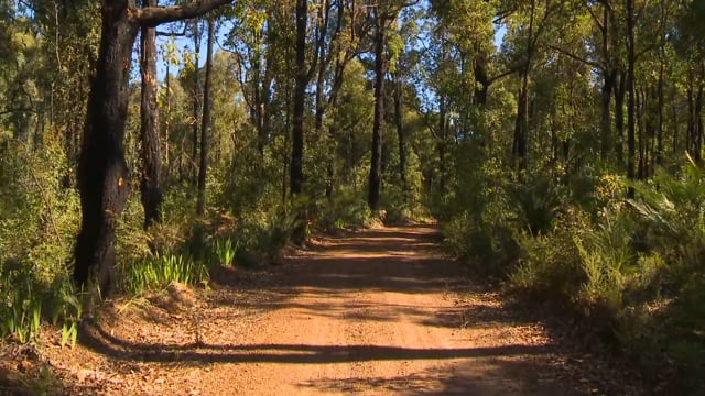 Fitness Journeys – Forest and Bush Trails Backlit Forest, Australia 3