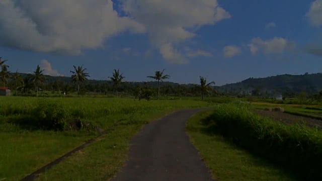Fitness Journeys – Rice Terraces with Ducks, Bali, Indonesia 1