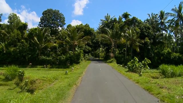 Fitness Journeys – Palm-Lined Tropical Road, Bali, Indonesia 3