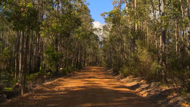 Nature Walk – Sunny Forest Walk with Bird Sounds, Australia 2