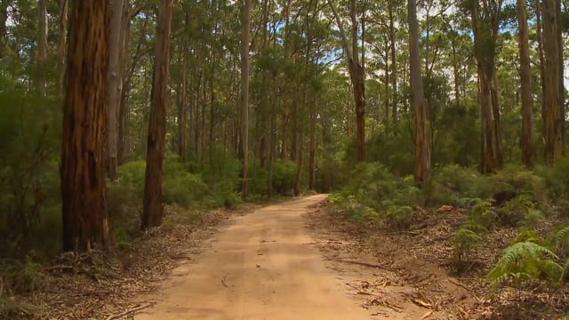 Nature Walk – Extra Long Australian Forest Walk, Australia 3