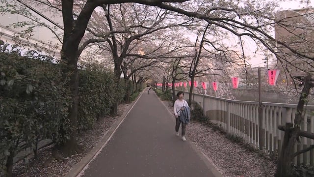 Virtual Walk – Meguro River, Tokyo, Japan 3