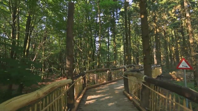 Virtual Walk – A Day at the Forest, Germany 1