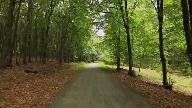 Virtual Walk – A Day at the Forest, Germany 2