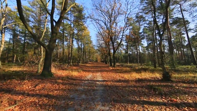 Virtual Walk – A Day at the Forest, Germany 3