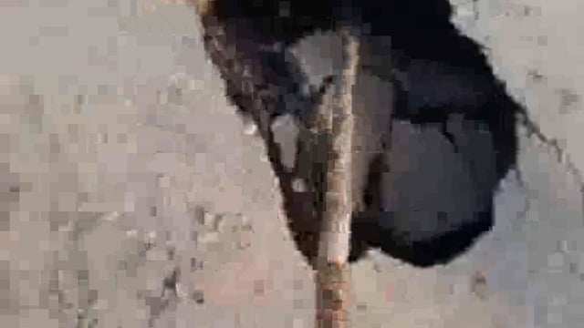 त्रिकौलिया के पास पलिया–सम्पूर्णानगर मार्ग बना हादसों का कारण, गहरे गड्ढे और जर्जर पुल से दहशत, PDW विभाग बेखबर