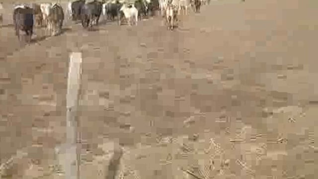 गेहूं की फसल खाते आवारा पशुओं का वीडियो सोशल मीडिया पर किसान ने किया वायरल