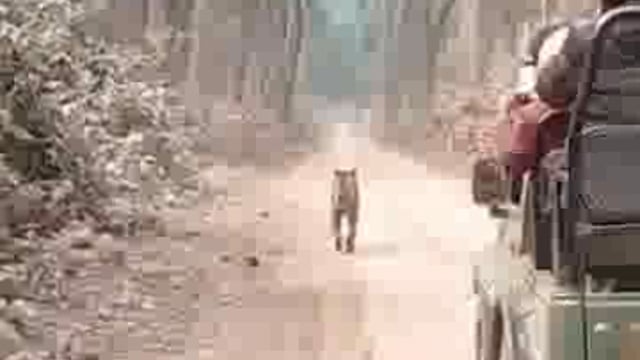 दुधवा टाइगर रिजर्व में बढ़ी वन्यजीवों की चहलकदमी, सफारी के दौरान रोजाना हो रहे बाघ के दीदार