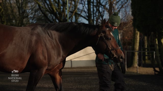 vimeo video