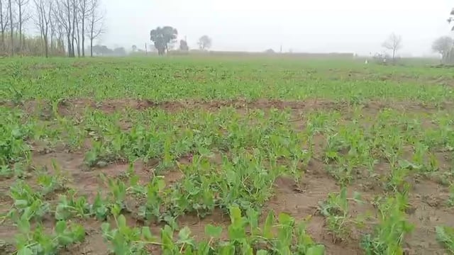 हापुड़: मौसम खराब होने के कारण फसलों पर पड़ सकता है प्रभाव।