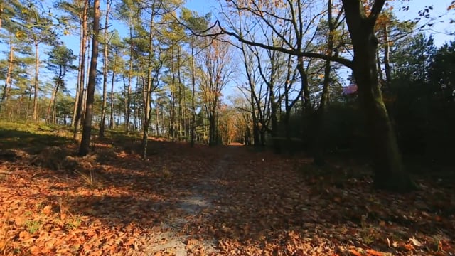 Nature Walk – Fall Forest with Deer, Waterfowl, and Squirrels, Algarve, Portugal