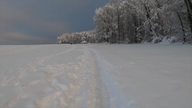 Nature Walk – Forest in Zurich, Switzerland