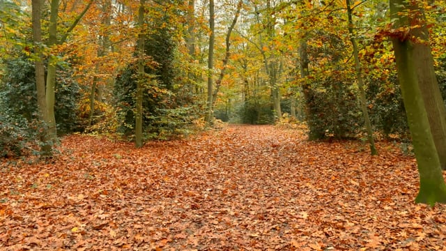 Nature Walk – Falling Autumn Leaves, The Netherlands