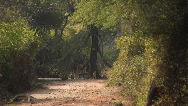 Nature Walk – Indian Safari with Wildlife Viewing, India