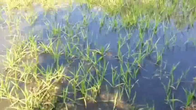 इमलीखेड़ा! ग्रामीणों ने लगाया प्राइवेट कंपनी पर 500बीघा फसल खराब करने का आरोप!