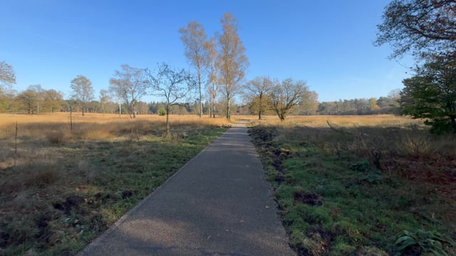 Virtual Cycle – Through the Autumn Forest, The Netherlands 1