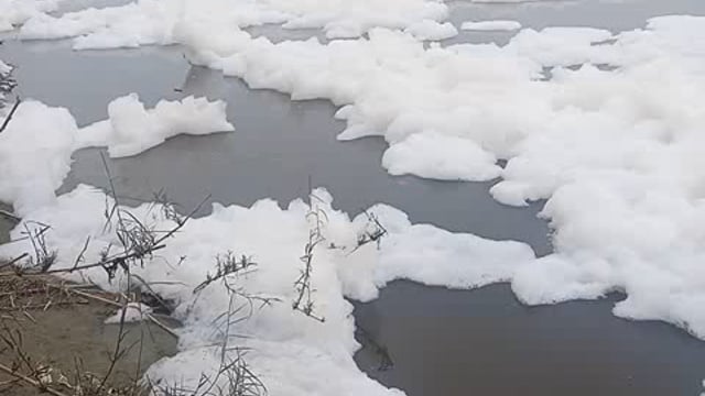 यमुना जी में प्रदूषण के कारण दुषीत हुआ जल 