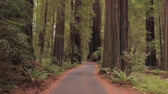 Guided Scenic Run – Redwood National Park, United States
