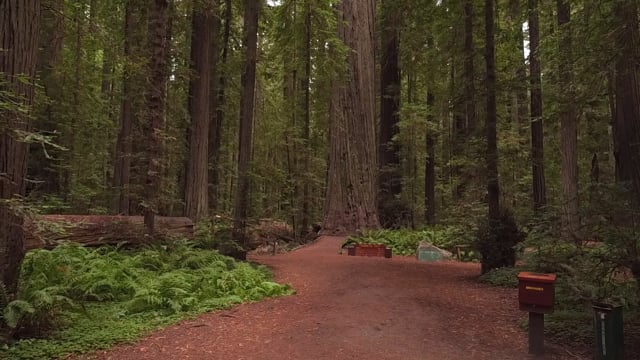 Virtual Walk – Redwood Big Tree Trails, California, United States