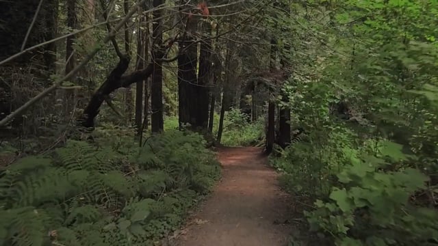 Virtual Walk – Redwood Trails, California, United States