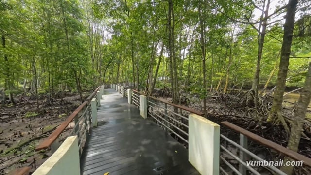 Virtual Cycle – Mangrove Boardwalk Sunny Ride, Malaysia