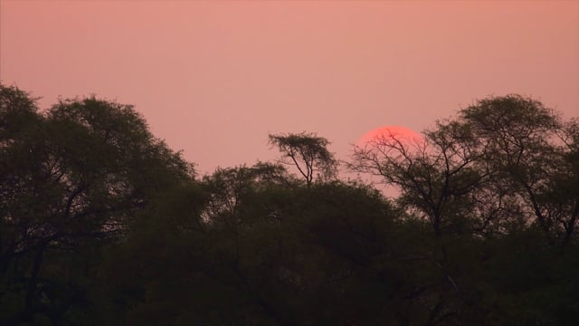 Nature Walk – Tropical Bird Safari Preview