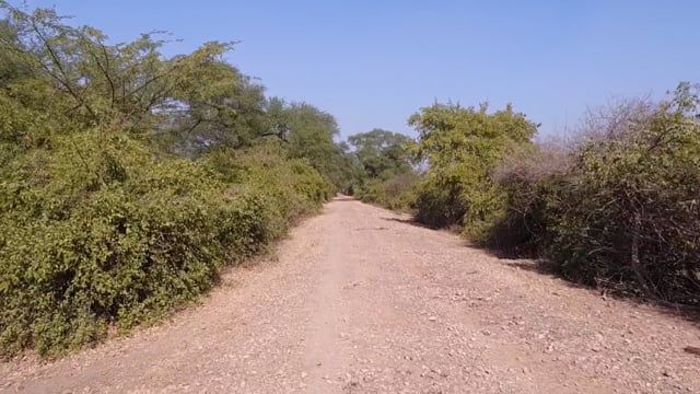 Nature Walk – Tropical Bird Safari Trail 2