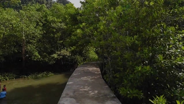 Nature Walk – Emerald Mangrove, South Thailand