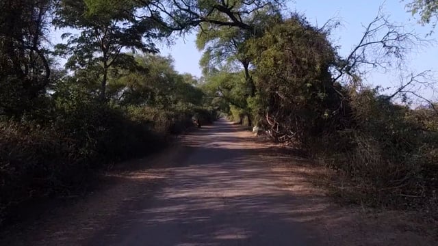 Nature Walk – Tropical Bird Safari Trail 3