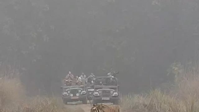 लखीमपुर खीरी- दुधवा टाइगर रिजर्व में ब्रिटिश सैलानियों रीड रिचर्ड डेविड और जैकलिन को जंगल सफारी के दौरान बाघ के दीदार हुए। अचानक सामने आए बाघ को देखकर दोनों सैलानी रोमांचित नजर आए और यह पल उनके लिए यादगार बन गया।