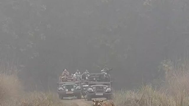 लखीमपुर खीरी- दुधवा टाइगर रिजर्व में ब्रिटिश सैलानियों रीड रिचर्ड डेविड और जैकलिन को जंगल सफारी के दौरान बाघ के दीदार हुए। अचानक सामने आए बाघ को देखकर दोनों सैलानी रोमांचित नजर आए और यह पल उनके लिए यादगार बन गया।