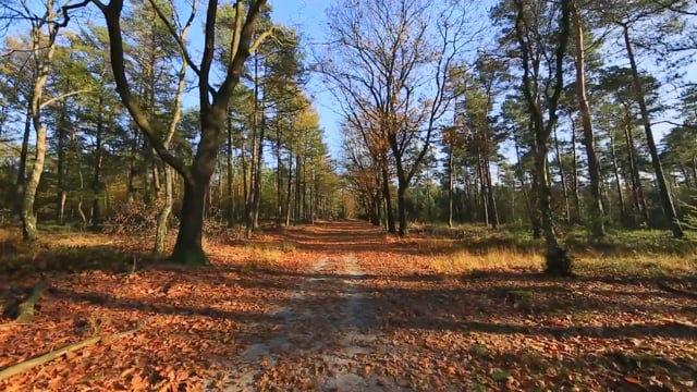 Nature Walk – Forest Trail with Lake